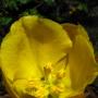 Flannel Bush (Fremontodendron californicum): Normally a large bush, this native was a tree at least  20' tall.